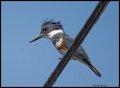 _3SB2457 belted kingfisher female